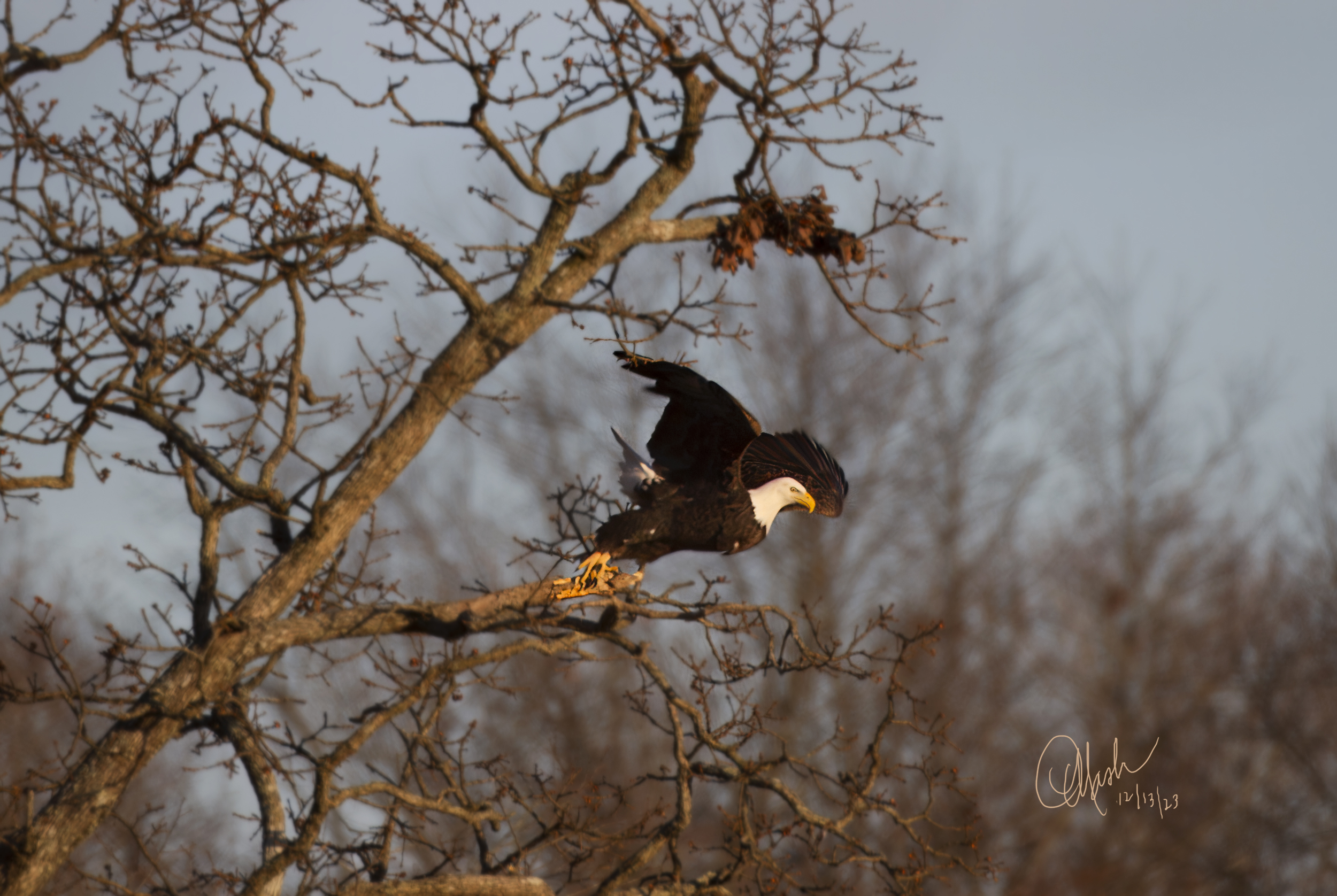 AMERICAN BALD EAGLE LUNGING OUT OF TREE